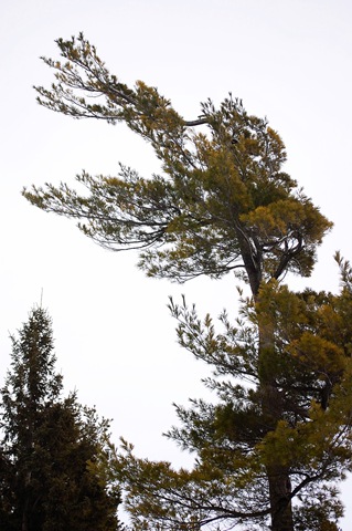 [go7tree[4].jpg]