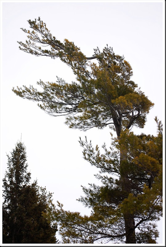 go7tree
