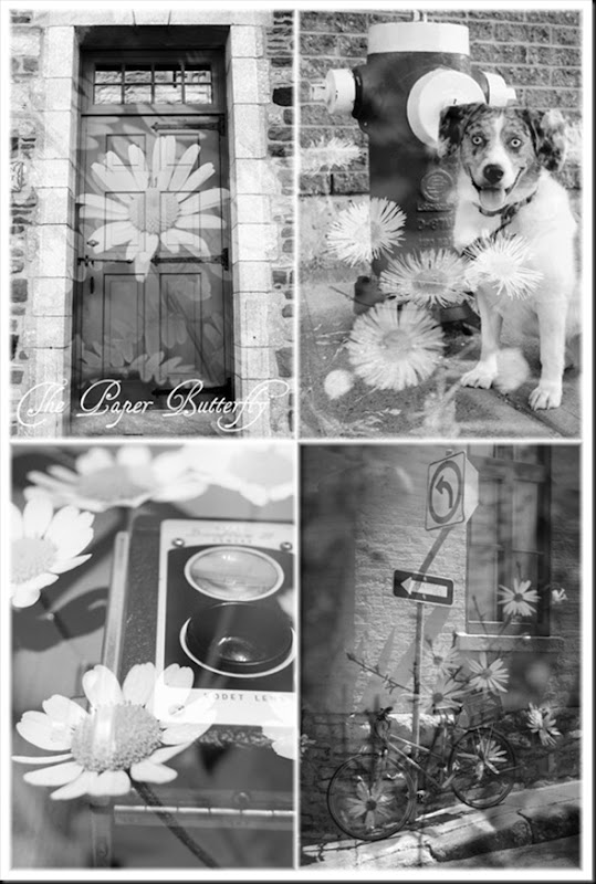 BW Set of Four WM s5