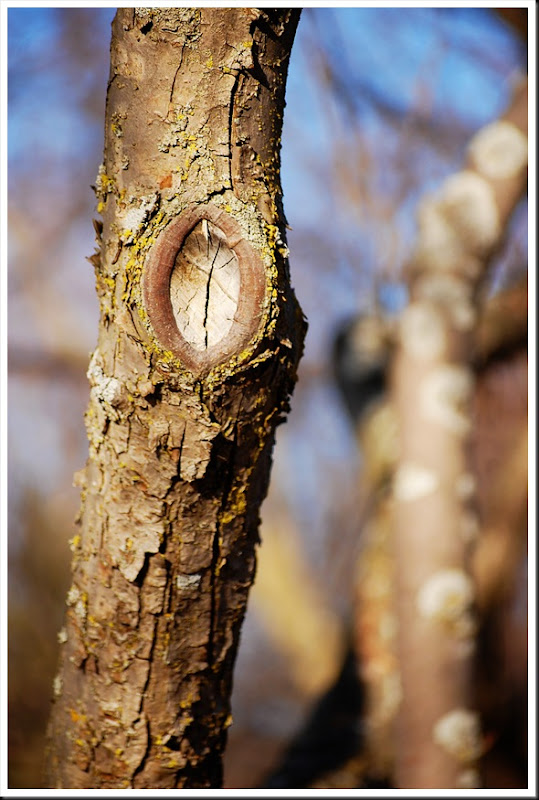 Tree Knot Lichen Bokeh