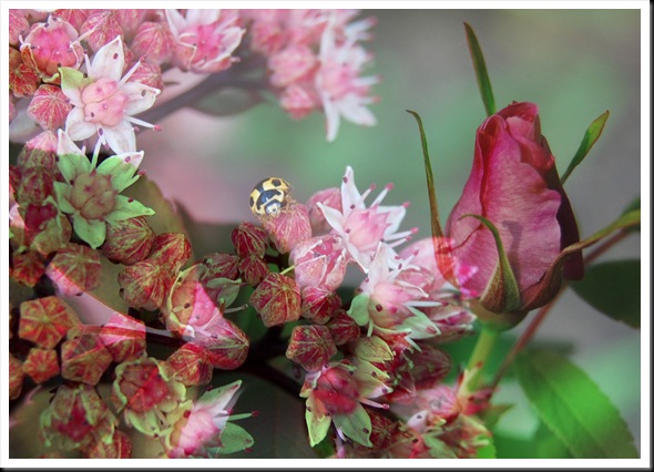 LADYBUG and Roses