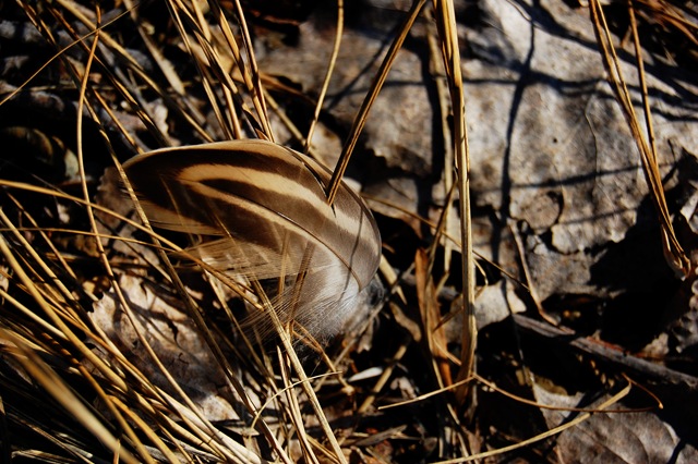 [duck feather[4].jpg]