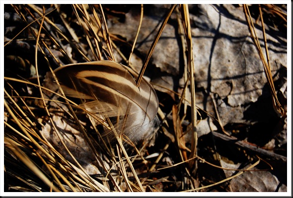 duck feather