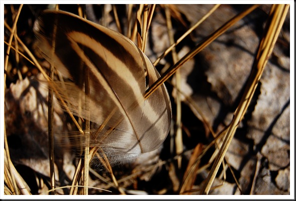 duck feather up-close