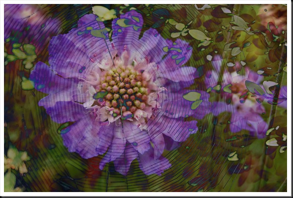SPIDER Web and Scabiosa