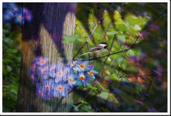 CHICKADEE and Forget me Not