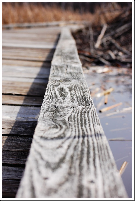 boardwalk beaver dam