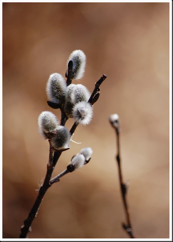 pussywillow
