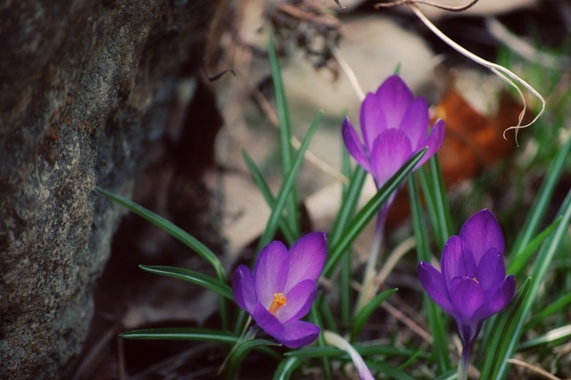 [crocus three[4].jpg]