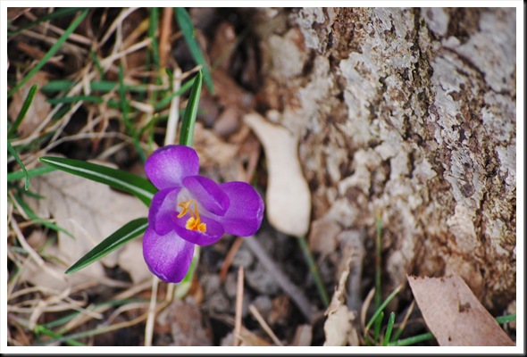 crocus from above