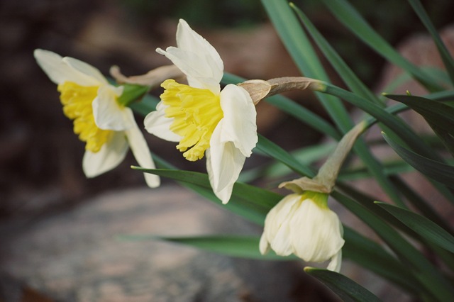 [daffodils[4].jpg]