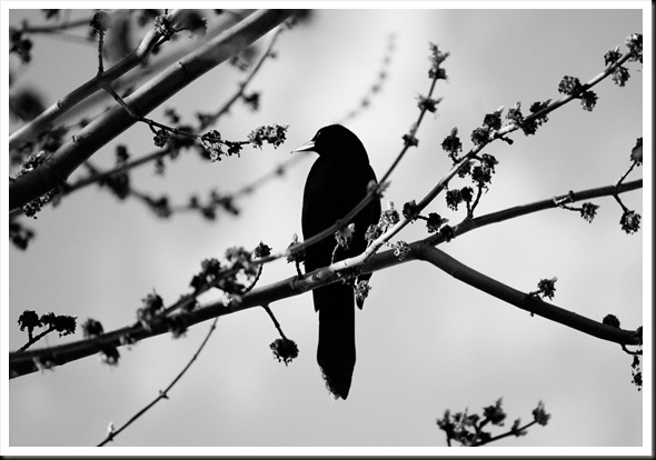 grackle2