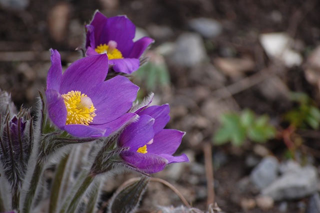 [anemones[4].jpg]