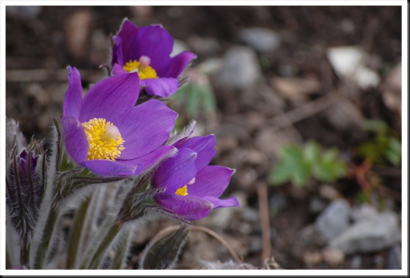 anemones