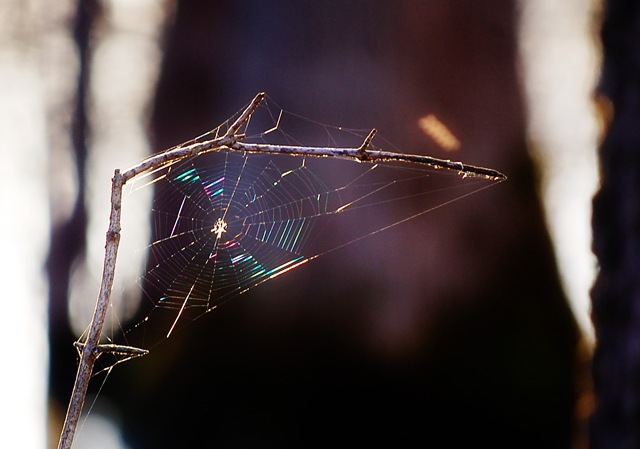 [spiderweb4.jpg]