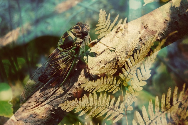 [CICADA Fern[4].jpg]