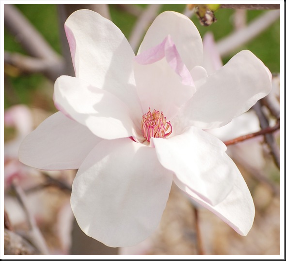 magnolia
