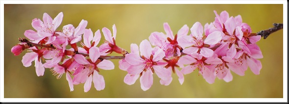 pink blossom yellow forsythia