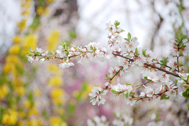 [white blossom yellow forsythia2[4].jpg]