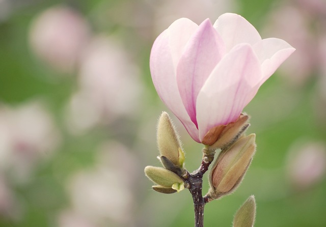 [Magnolia4.jpg]
