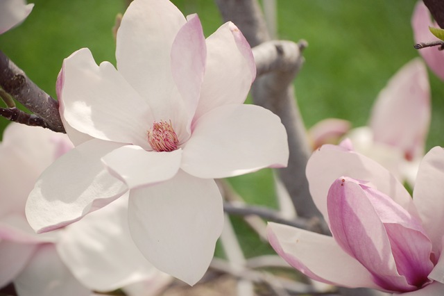 [Magnolia14.jpg]