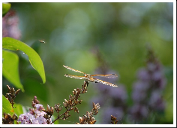 Dragonfly Back