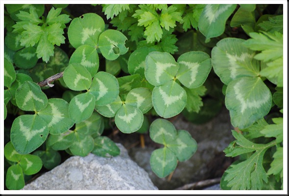 clover