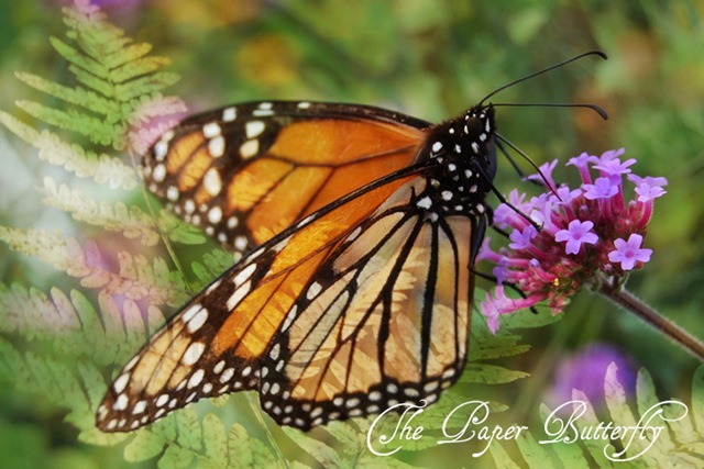 [BUTTERFLIESMONARCHFERNcopy[1].jpg]