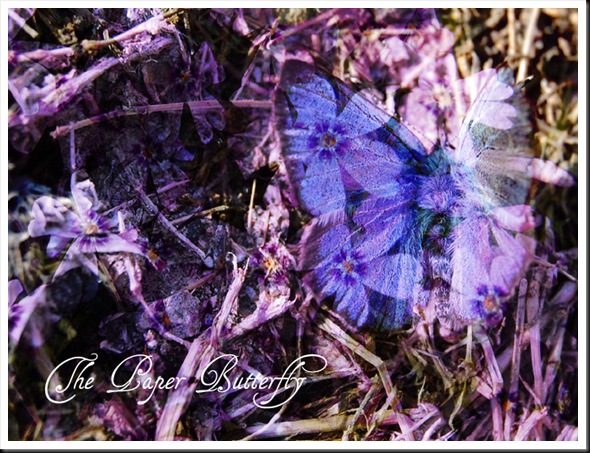 Butterfly Bleu