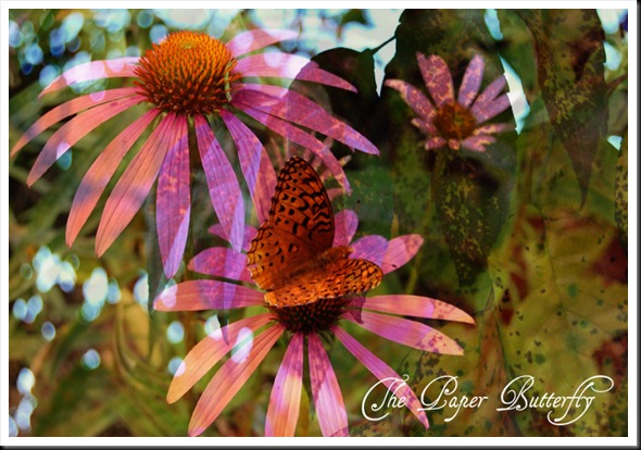 BUTTERFLY FRITILLARY PURPLE WM