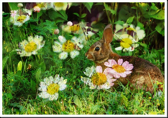 RABBIT and Chamomile Flowers RABBIT and Chamomile Flowers