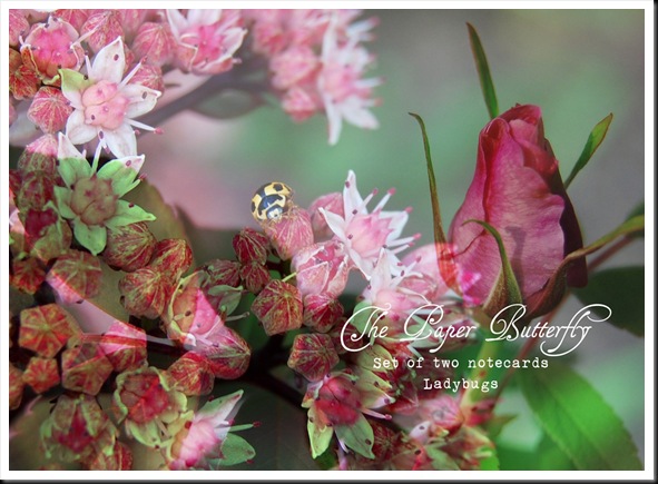 LADYBUG set of two copy LADYBUG set of two copy