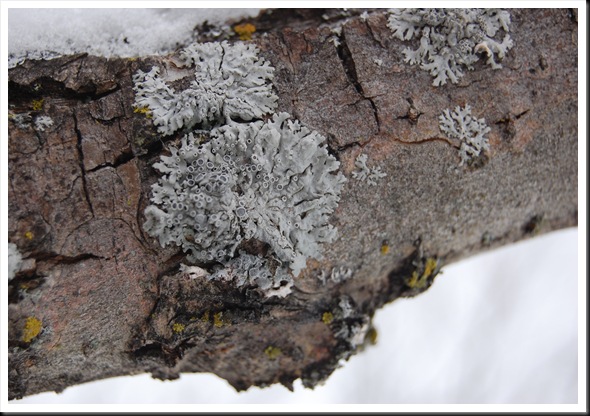Lichen Snow