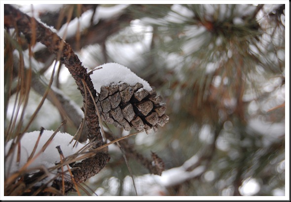 Pine Cone