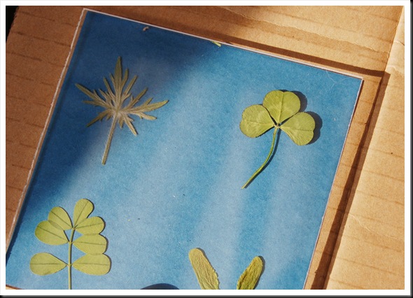 Sunprint 2