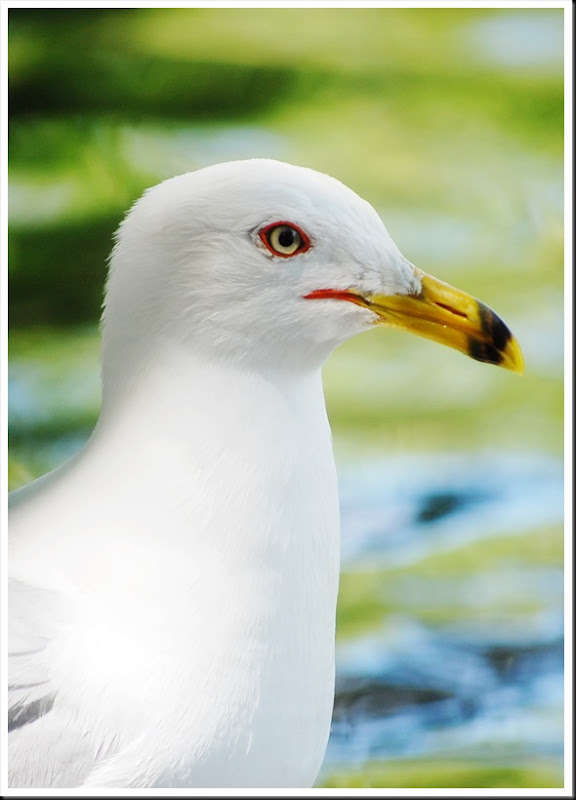 Seagull F