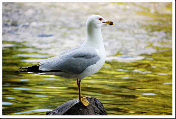 Seagull