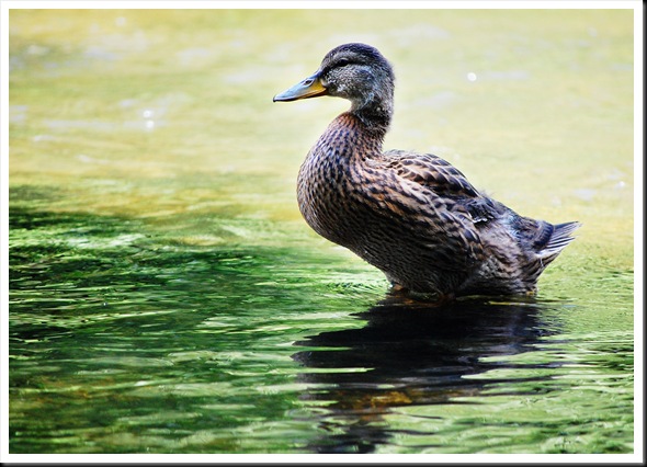 Older Duckling