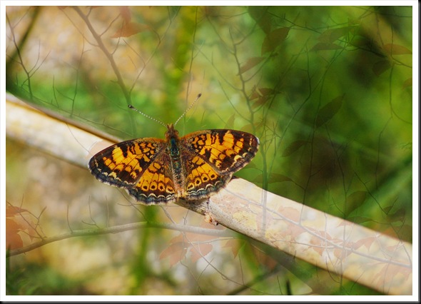 BUTTERFLIES Autumn Crescent 5x7 BUTTERFLIES Autumn Crescent 5x7