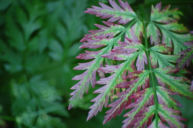 [pink fern[4].jpg]
