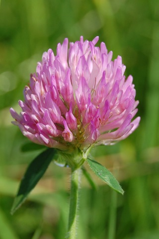 [clover[4].jpg]