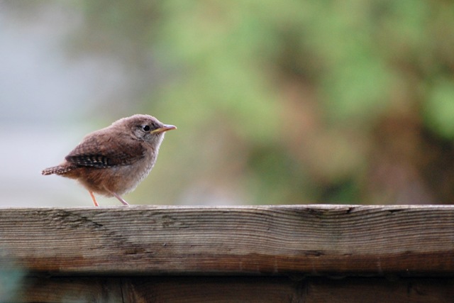 [House Wren[4].jpg]
