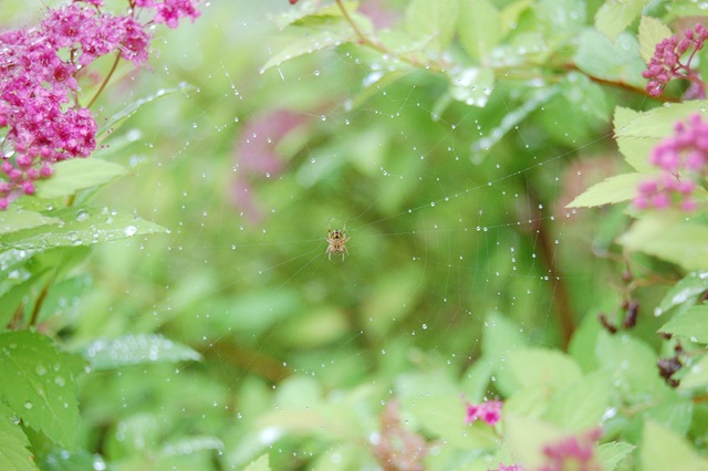 [spiderweb raindrops[4].jpg]
