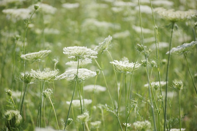 [queen annes lace[4].jpg]