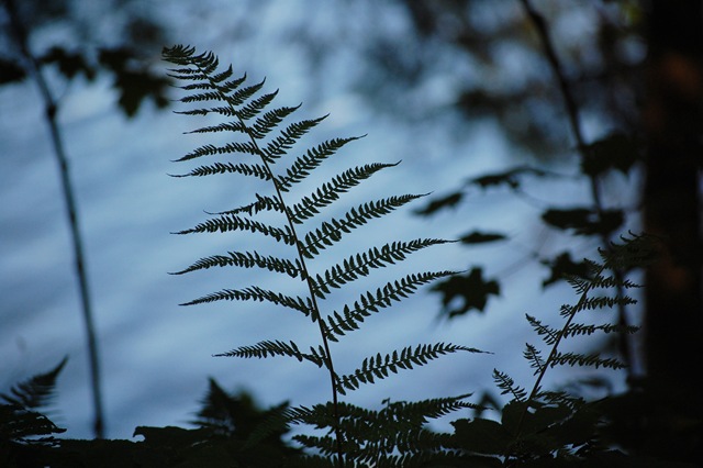 [Fern Silhouette[4].jpg]
