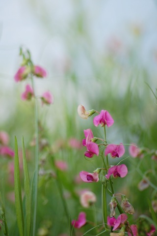 [Everlasting Pea[4].jpg]