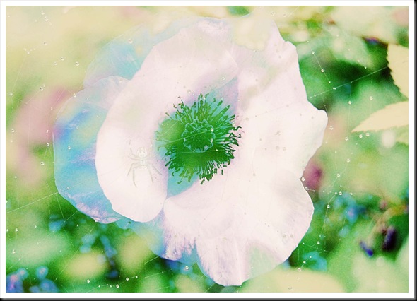 SPIDER Poppy 