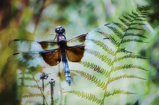 [DRAGONFLY FERN 57 soft[4].jpg]