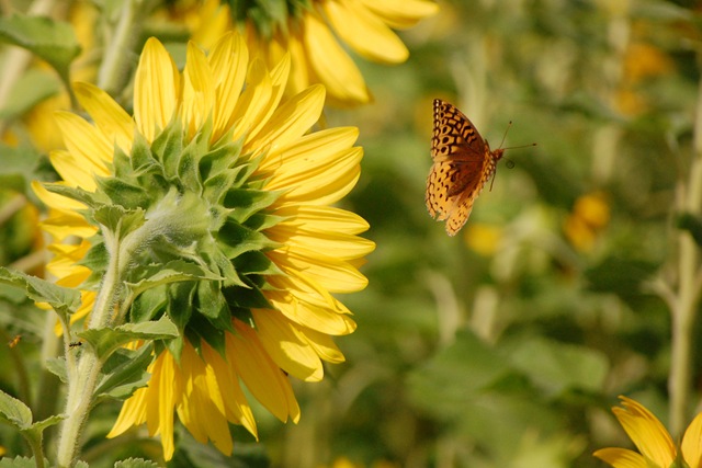 [SF Butterfly Flyaway[2].jpg]