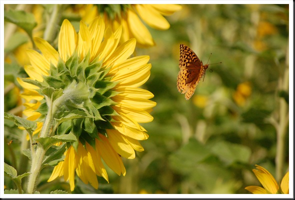SF Butterfly Flyaway